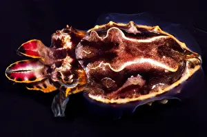 Poisonous Sea Creatures Prints: Flamboyant Cuttlefish