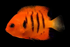 Tropical Fish Prints: Flame Angelfish