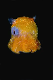 Underwater Animal Images Prints: Flapjack Octopus
