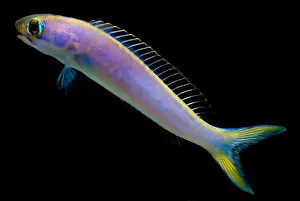 Tropical Ocean Life Prints: Flashing tilefish