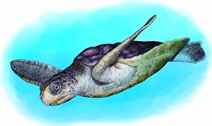 Australian Native Animals Prints: Flatback Sea Turtle