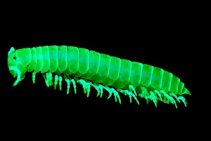 California Wildlife Prints: Fluorescent Millipede