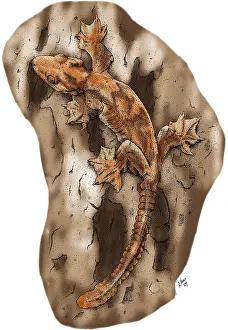 Flying Gecko Colorized Print
