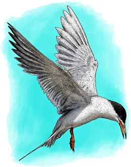 Endangered Bird Species Prints: Forsters tern