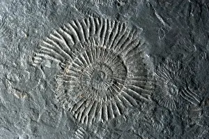 Fossilized Ammonites Prints: Fossilized Ammonites