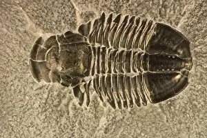 Paleozoic Era Fossils Prints: Fossilized Trilobite