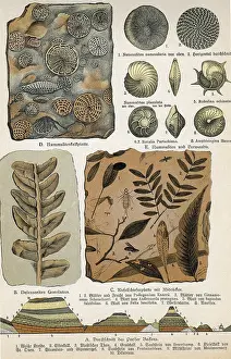 Paleontology Illustrations Prints: Fossils