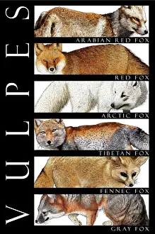 Mammal Illustrations Prints: Foxes of the World