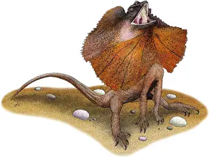 Wildlife Artwork Prints: Frill-Necked Lizard