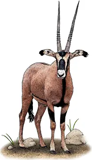 Bovidae Species Prints: Fringe Eared Oryx