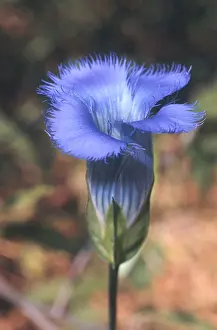 Botanical Garden Plants Prints: Fringed Gentian