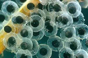 Amphibian Life Cycle Prints: Frog Eggs Hatching