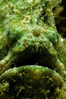 Tropical Reef Fish Prints: Frogfish