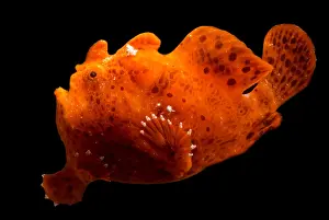Tropical Reef Fish Prints: Frogfish