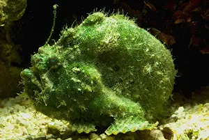 Tropical Reef Fish Prints: Frogfish