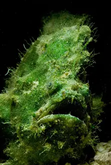 Tropical Reef Fish Prints: Frogfish