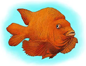 Pacific Ocean Animals Prints: Garibaldi Fish