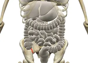 Gastrointestinal Tract Diagram Prints: Gastrointestinal system with Appendix