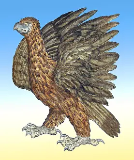 Gessner's Historiae Animalium Woodcut Print