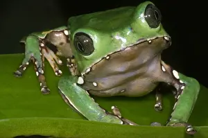 Print of the Giant Monkey Frog