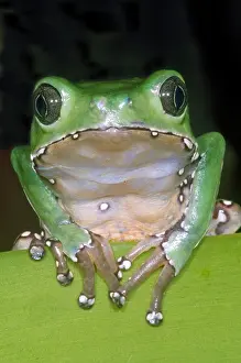 Amazon Rainforest Frogs Prints: Giant Monkey Frog