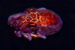 Sea Creatures Prints: Giant Pacific Octopus