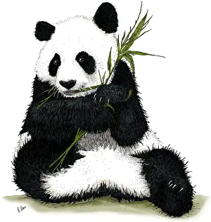 Endangered Species Artwork Prints: Giant Panda