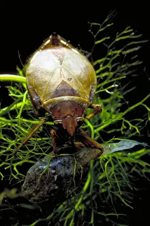 Wildlife Nature Photos Prints: Giant Water Bug with Tadpole