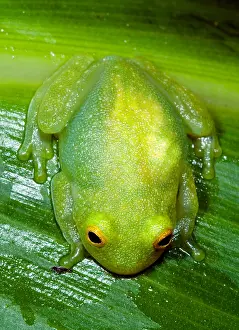 Central American Frogs Prints: Glass Frog