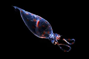 Deep Sea Creatures Prints: Glass Squid