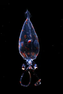 Cephalopod Species Prints: Glass Squid
