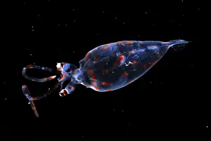 Deep Sea Creatures Prints: Glass Squid