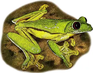 Hylidae Family Frogs Prints: Gliding Tree Frog, Illustration