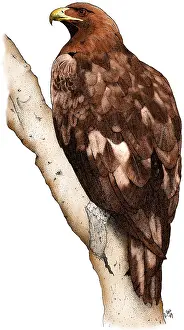 American Wildlife Art Prints: Golden Eagle