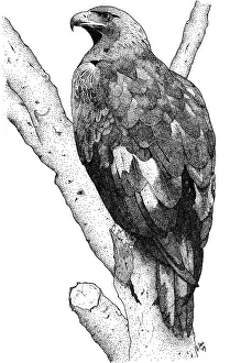 American Wildlife Art Prints: Golden Eagle