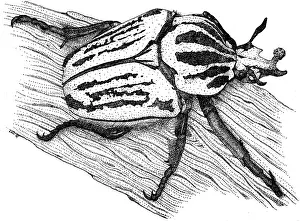 Black And White Insects Prints: Goliath Beetle