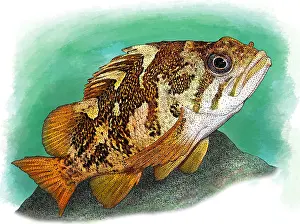 Wildlife Illustration Prints: Gopher Rockfish