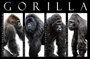 Western Lowland Gorillas Prints: Gorillas, Poster