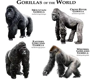 Wildlife Illustrations Prints: Gorillas of the World