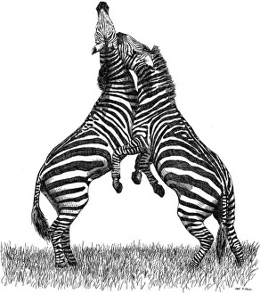 Ngorongoro Conservation Area Prints: Grant's Zebras