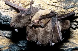 Endangered Mammals Prints: Gray Bats