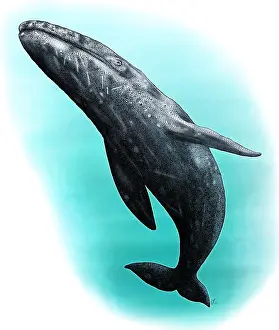 Ocean Wildlife Art Prints: Gray Whale