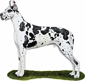 Canis Lupus Familiaris Prints: Great Dane