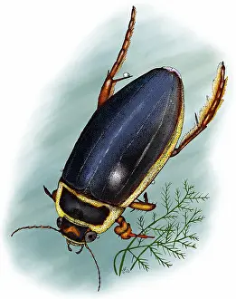 Aquatic Insects Prints: Great diving beetle