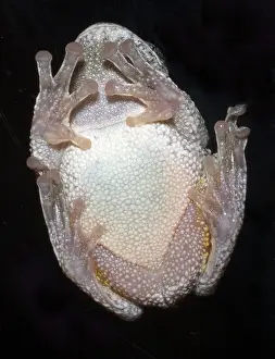 Tree Frog Species Prints: Greater gray tree frog