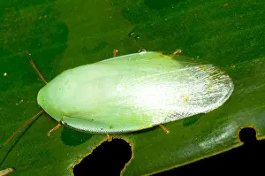 Amazon Rainforest Insects Prints: Green Cockroach