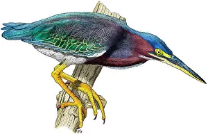 Ciconiiformes Bird Species Prints: Green Heron