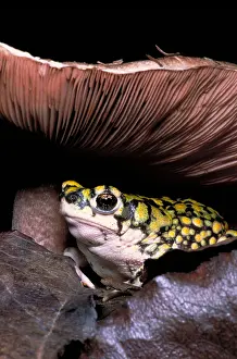 Green Toad Prints: Green toad