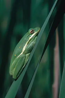 Green Tree Frog Prints: Green Tree Frog
