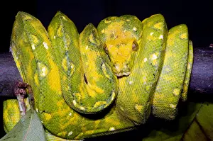 Green Tree Python Prints: Green Tree Python